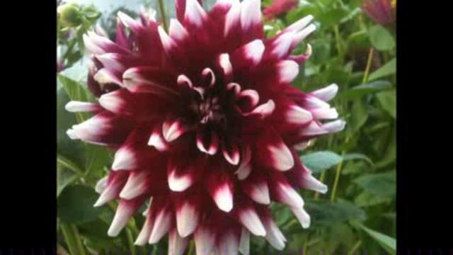 Далиите ми цъфнали из двора !!!!