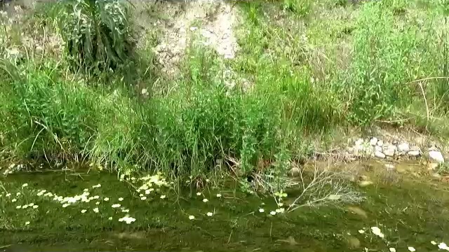 Злато от реката